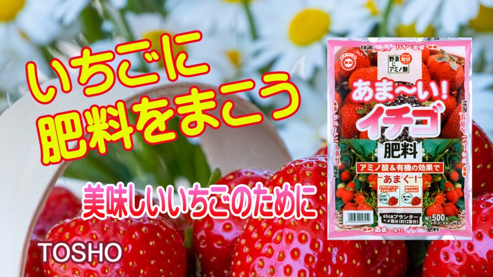 あま い イチゴ肥料 製品情報 株式会社 東 商