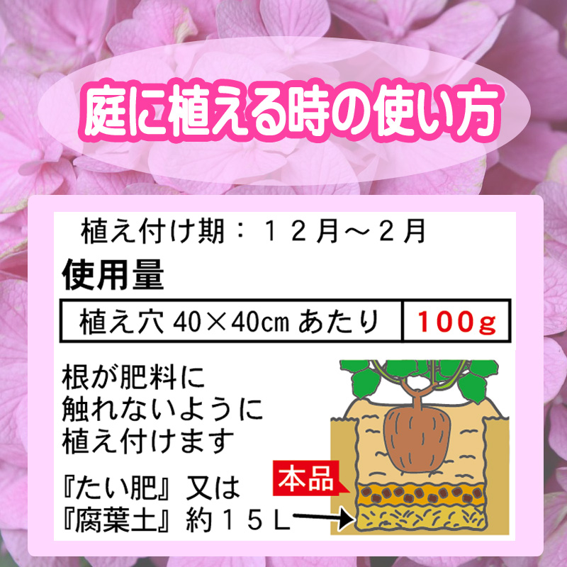 赤アジサイ　庭に植える時の使い方