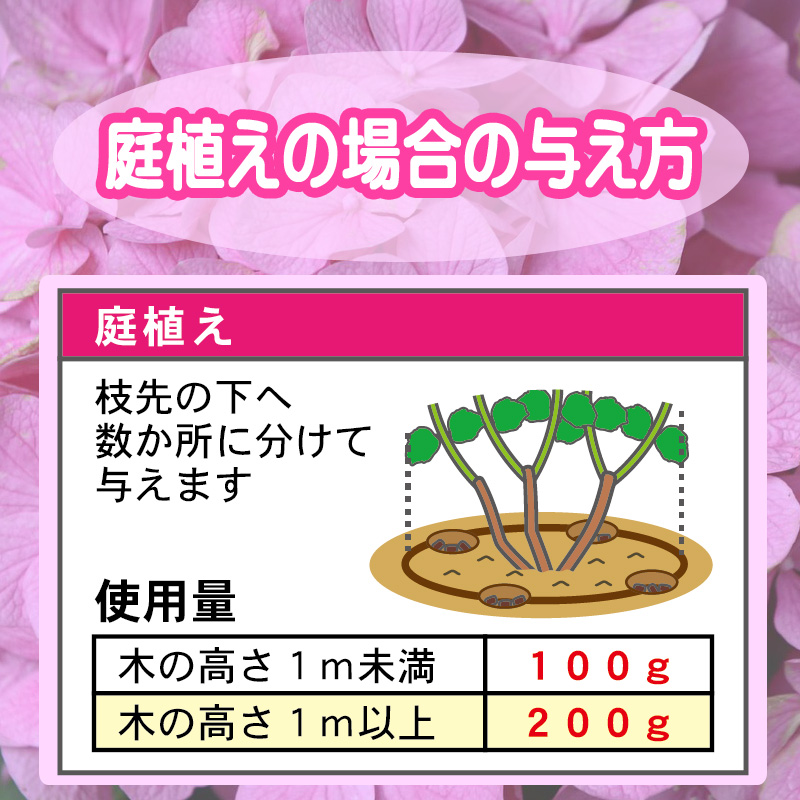 赤アジサイ　庭植えの場合の与え方