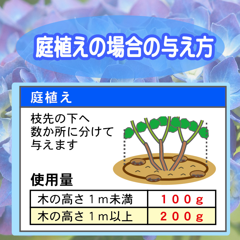 青アジサイ　庭植えの場合の与え方