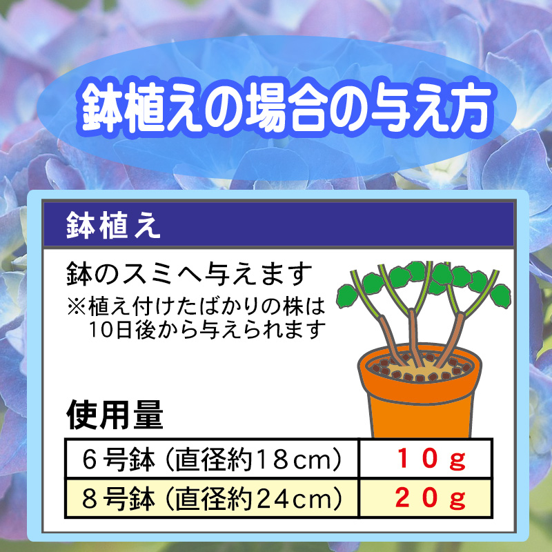 青アジサイ　鉢植えの場合の与え方