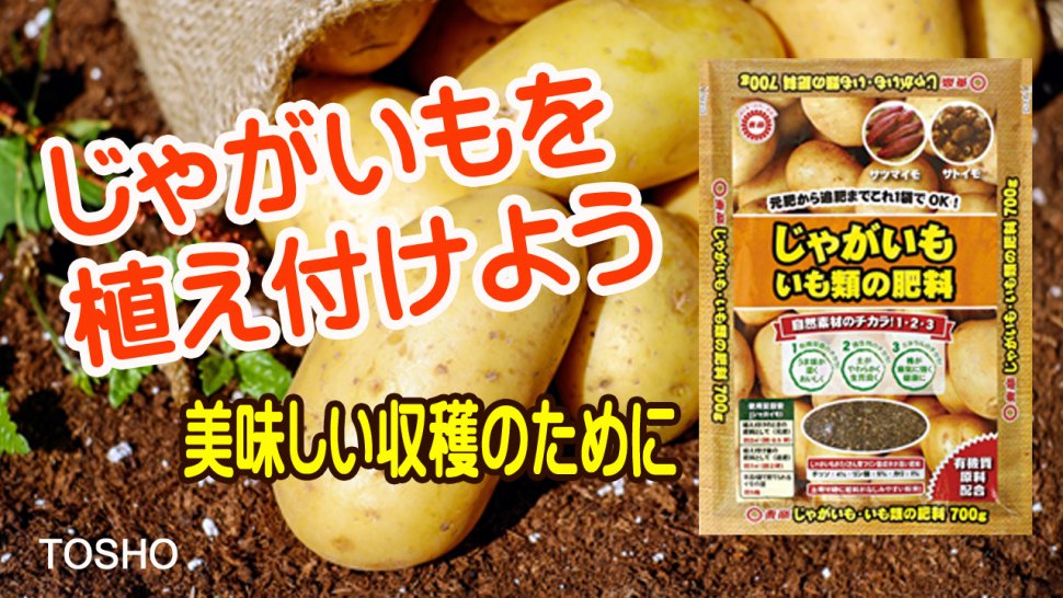 じゃがいもを植え付けよう～じゃがいもいも類の肥料サムネイル