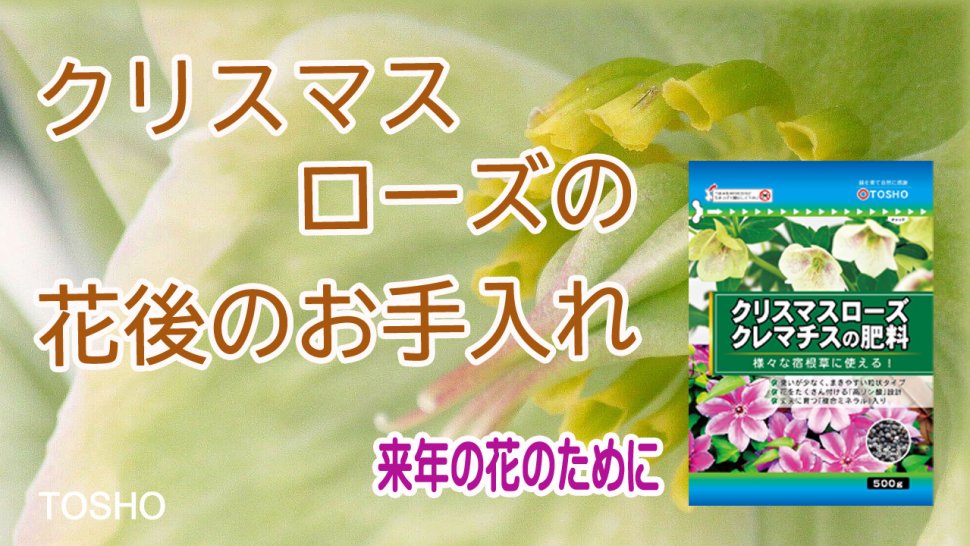 21年新商品 クリスマスローズ クレマチスの肥料 製品情報 株式会社 東 商