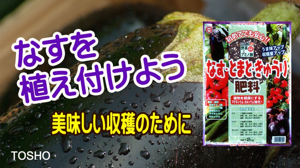 なすを植え付けよう～なすとまとキュウリの肥料