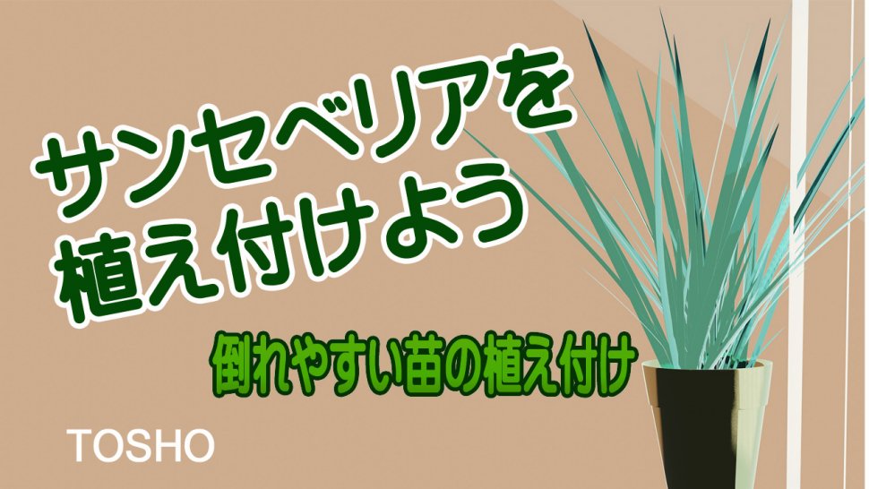 サンセベリアを植え付けよう