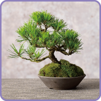 category2023-09bonsai