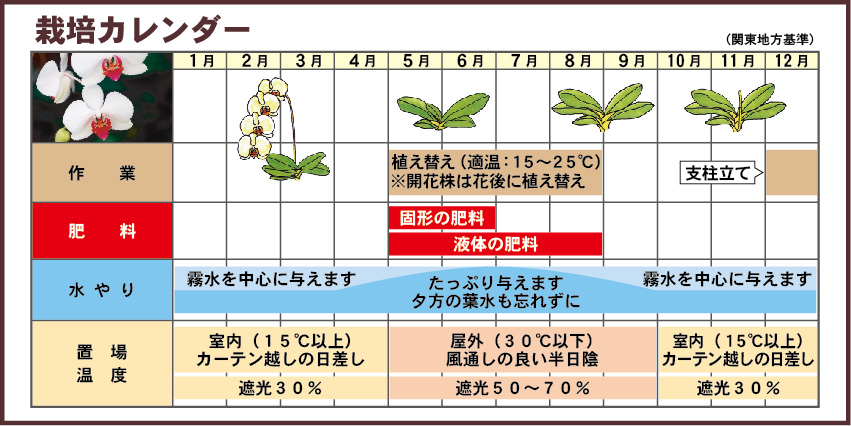 コチョウラン世話ごよみ