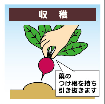 radish-11