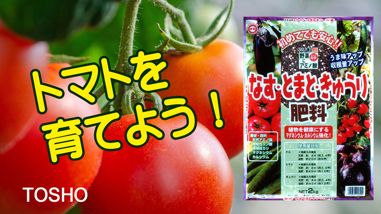トマトを育てよう！