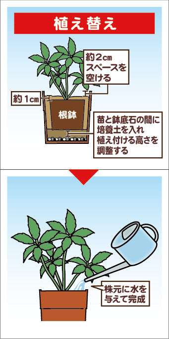 クリスマスローズ植替え