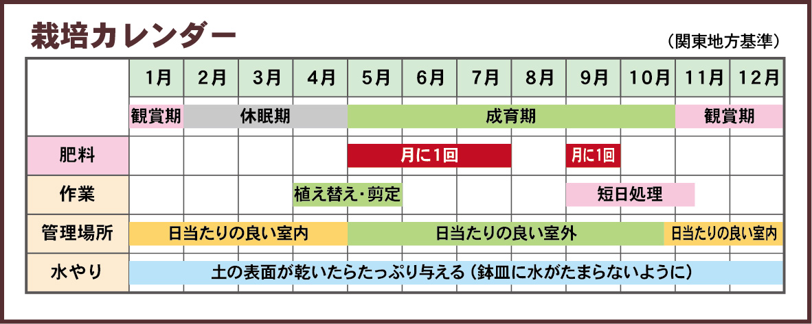 ポインセチア栽培カレンダー