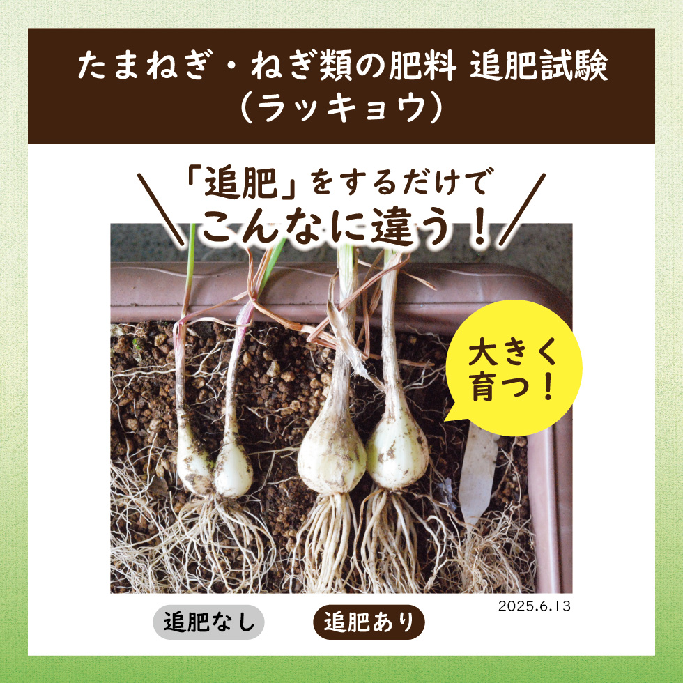 2025_ラッキョウ追肥試験_たまねぎねぎ類