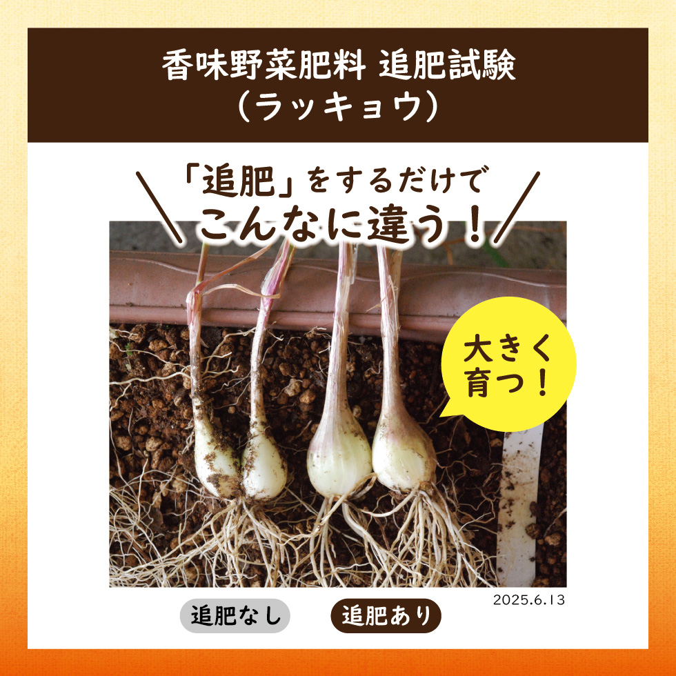 2025_ラッキョウ追肥試験_香味野菜