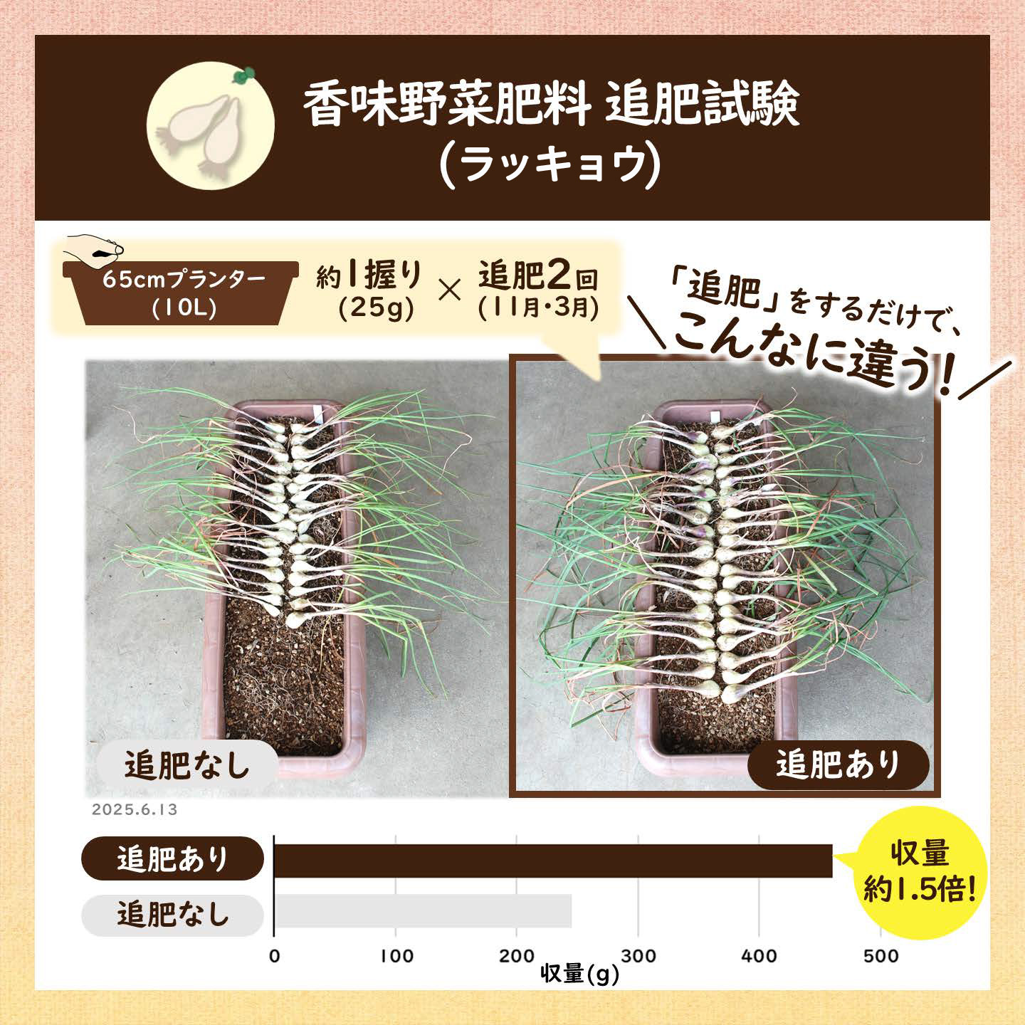 20250331_香味肥料植生試験(らっきょう)LP