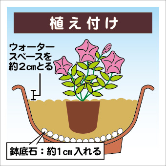 ペチュニアの育て方イラスト-02