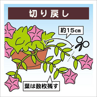 ペチュニアの育て方イラスト-07