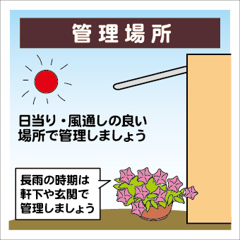 ペチュニアの育て方イラスト-03