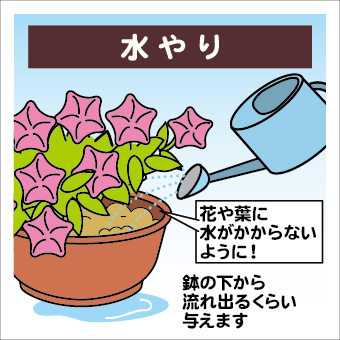 ペチュニアの育て方イラスト-04