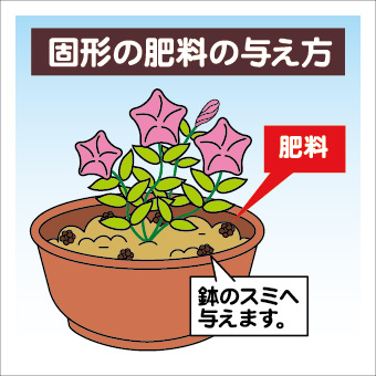 ペチュニアの育て方イラスト-08