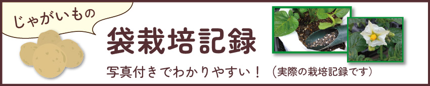 栽培記録_じゃがいも袋栽培