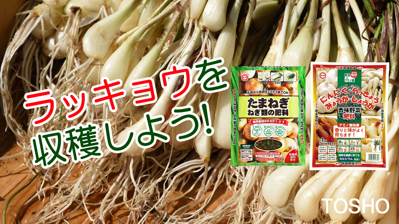 ラッキョウを収穫しよう！　香味野菜の肥料　たまねぎねぎ類の肥料