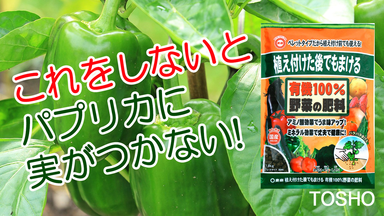 これをしないとパプリカに実がつかない！