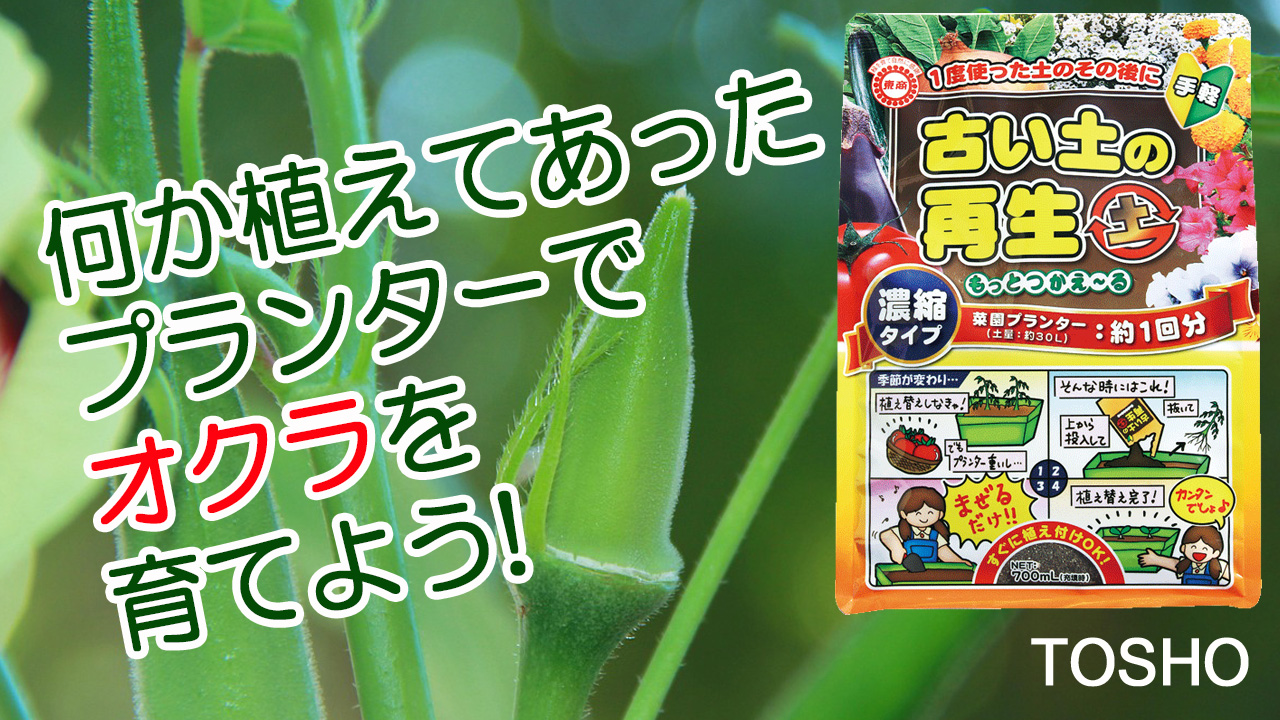 何か植えてあった鉢でオクラを育てよう！