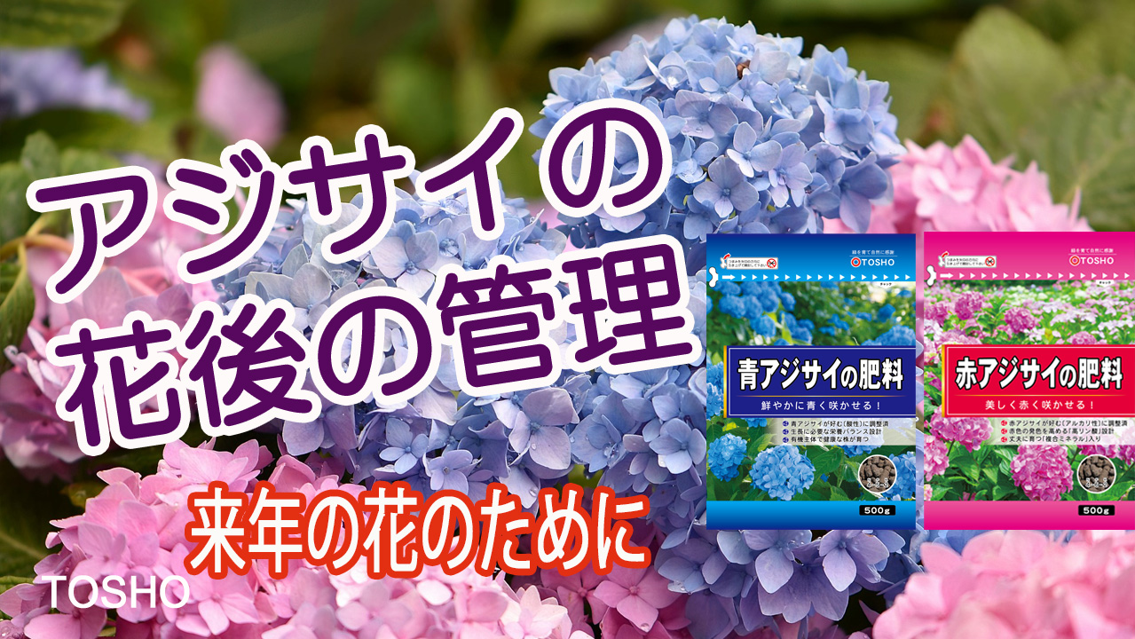 アジサイの花後の管理