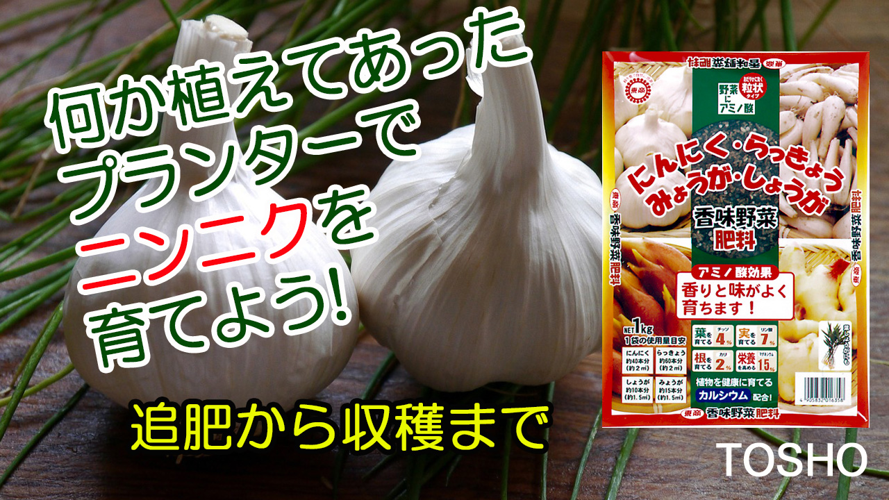 何か植えてあったプランターでニンニクを育てよう！追肥から収穫まで