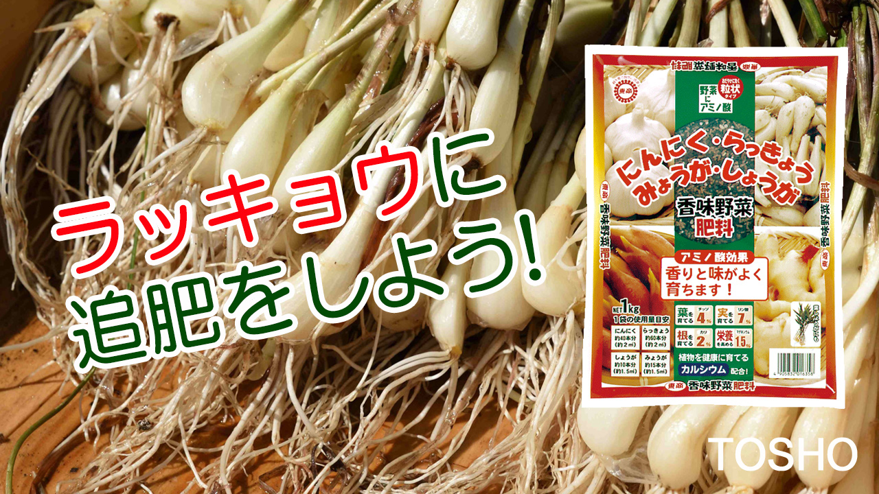 ラッキョウに追肥をしよう！　香味野菜の肥料