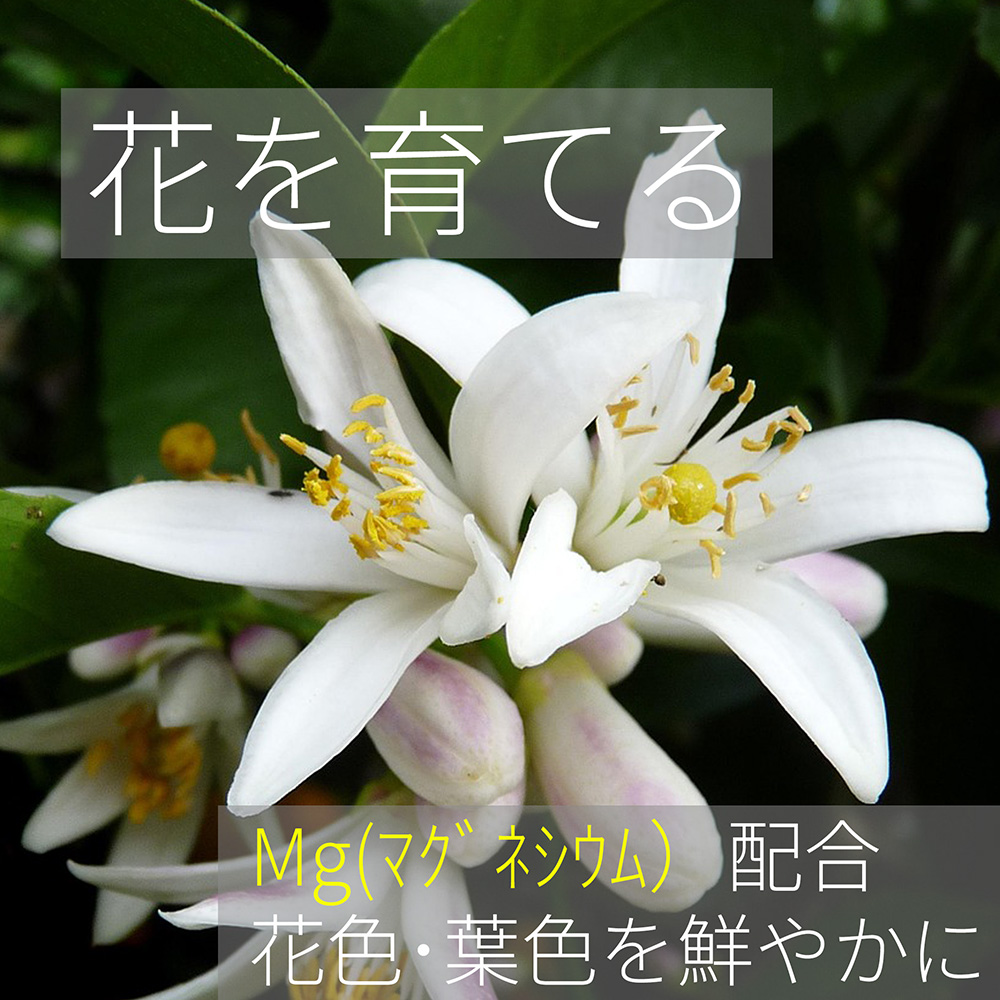 マグネシウム 花色葉色を鮮やかに