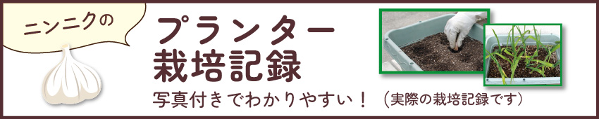 ニンニクプランター栽培記録