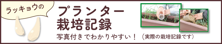 ラッキョウプランター栽培記録