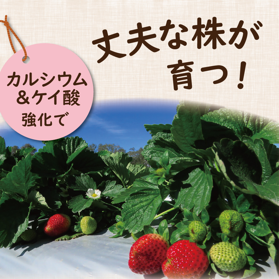 あま～いイチゴ1.5kg_LP-06