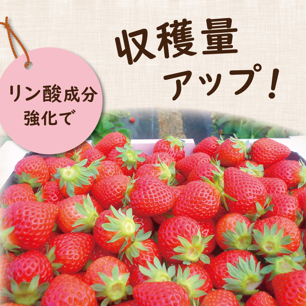 あま～いイチゴ1.5kg_LP-07