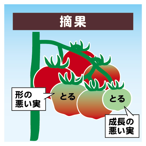 tomato_planter13