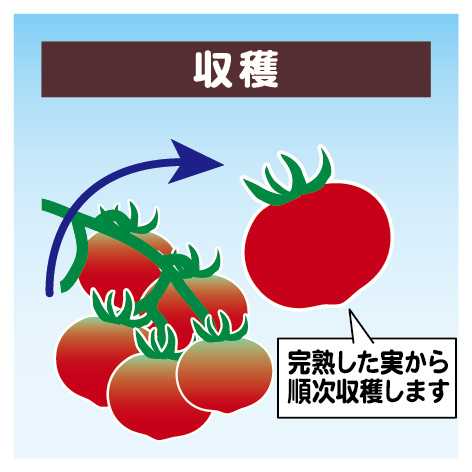tomato_planter15