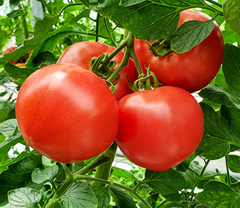 トマトプランター編写真