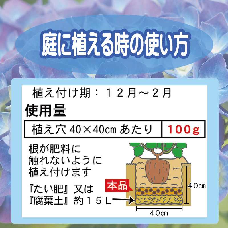 LP青アジサイの肥料　肥料を与える量修正-01