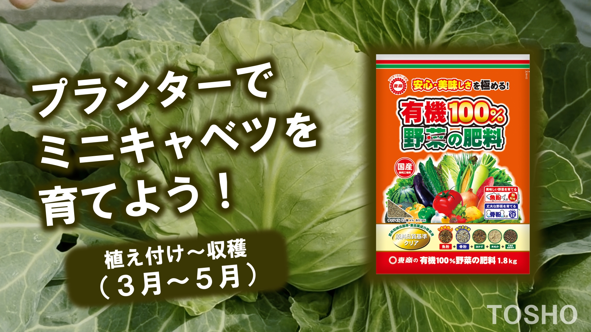 プランターでミニキャベツを育てよう！