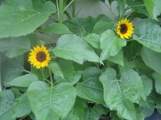 ブログ ブログ 株式会社 東 商