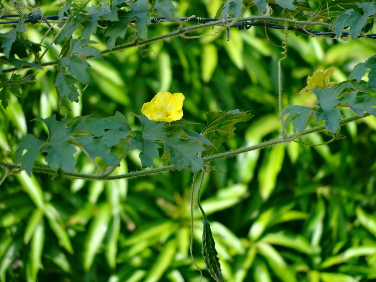 コラム 株式会社 東 商