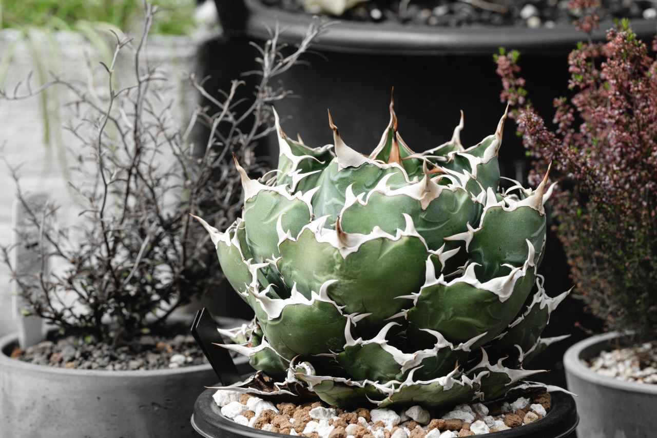 【親株出品】アガベ　寛葉厳竜　7号　台湾八角鉢　植え込み済み 親株出品】アガベ 寛葉厳竜 7号 台湾八角鉢 植え込み済み 親株出品】