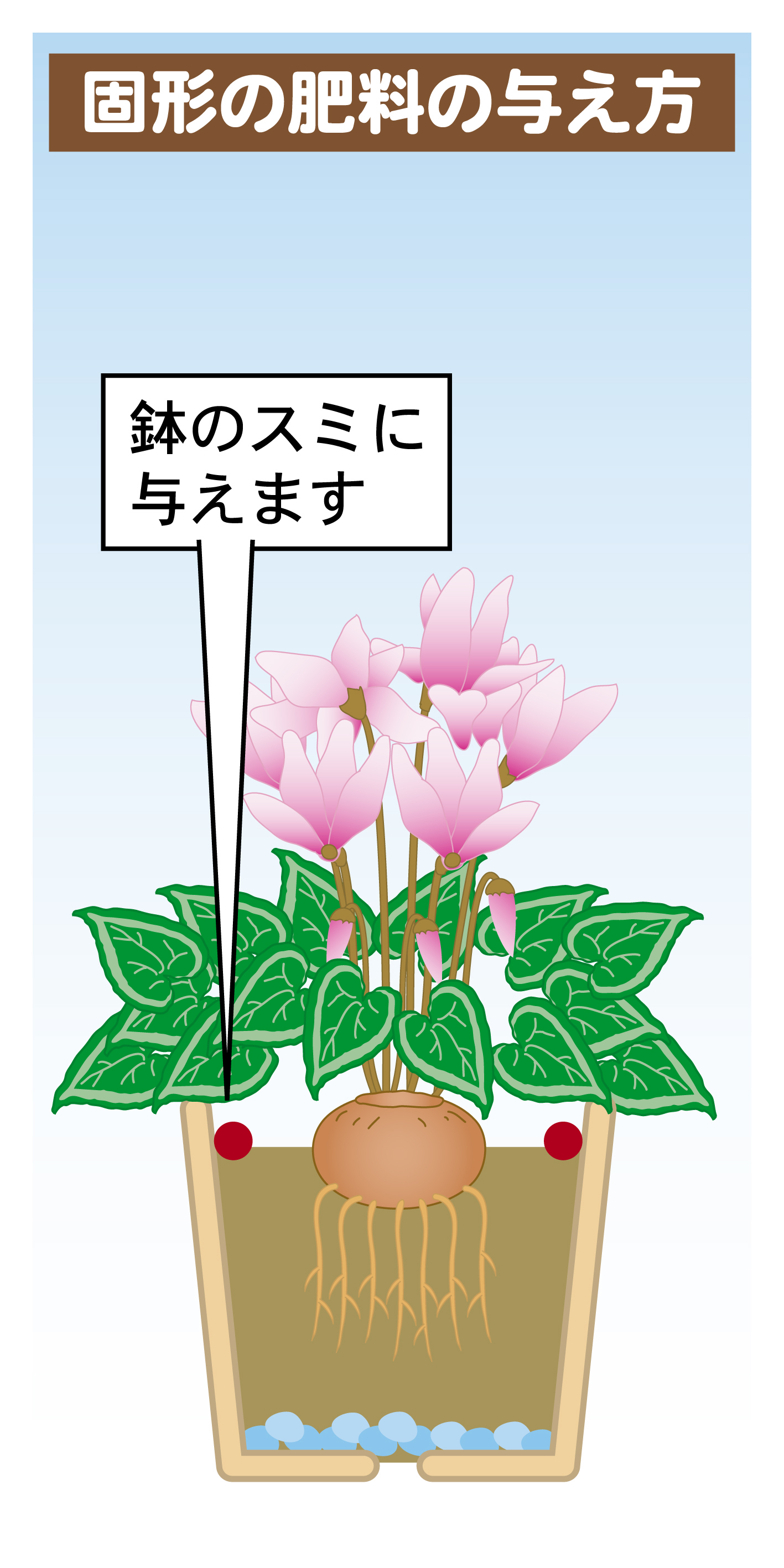 ペチュニアの花をたくさん咲かせる肥料の与え方園芸お役立ち情報 株式会社 東商